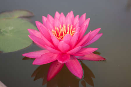 Pink lotus with plantの写真素材