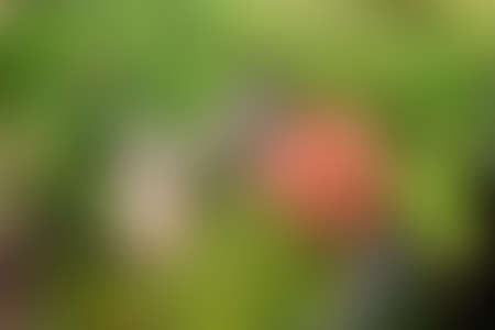 Abstract colorful blur background for web design. Wallpaperの写真素材