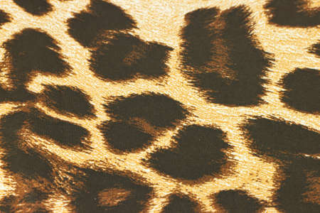 Leopard patternの写真素材