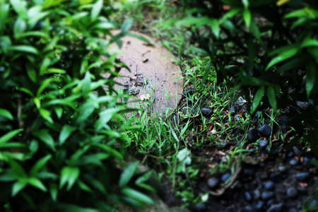 Tilt-shift miniature effect of plants.の写真素材