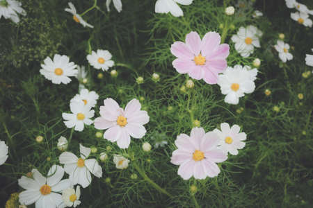 White and violet tiny flowers in the garden.の写真素材
