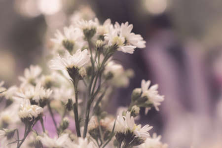 White tiny flowers in vintage filter.の写真素材