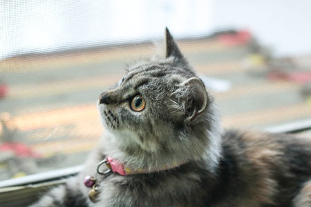 A Persian cat laying down on the floor.