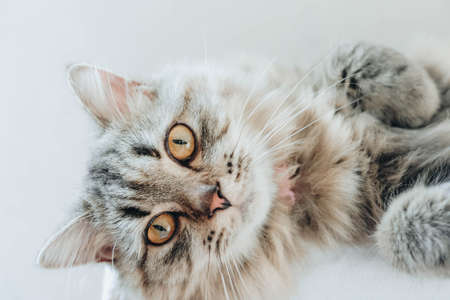 An adorable Persian cat laying down on the bed with natural light.の写真素材