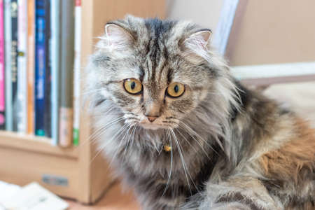 A Persian cat laying down on the floor.の写真素材