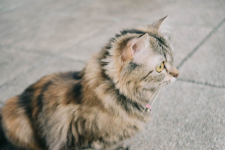 An adorable Persian cat laying down on the concrete floor.の写真素材