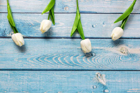 White tulips on light blue wooden background, spring concept.の写真素材