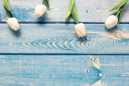 White tulips on light blue wooden background, spring concept.の写真素材