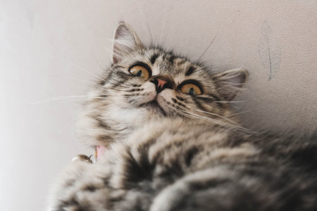 A Persian cat laying down on the bed.の写真素材