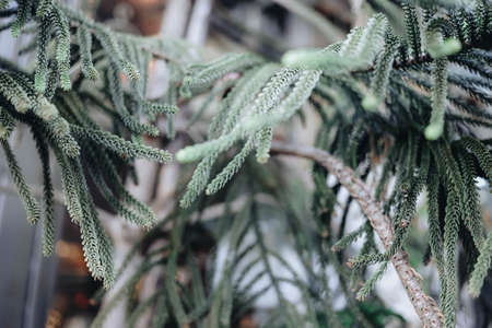 Norfolk Island Pine with blur background.の写真素材