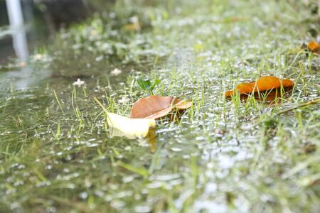 leaves the waterの写真素材