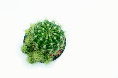 green cactus