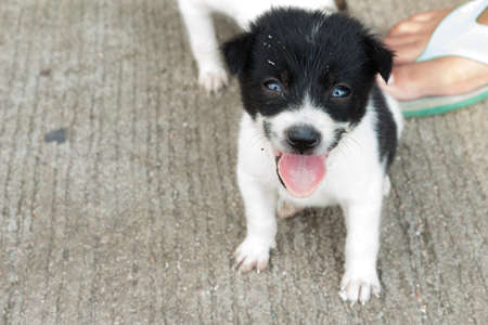 little dog is smileの写真素材