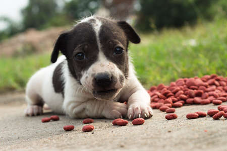 baby dog is pitiableの写真素材