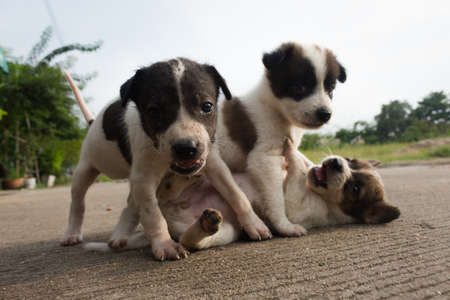 three dogs funnyの写真素材