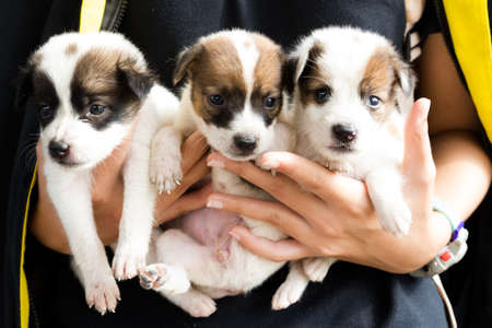Three Baby Dogsの写真素材