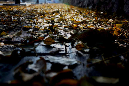Leaves all over the roadの写真素材