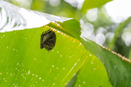 Close-up of a sloth face down. Two-fingered slothの写真素材