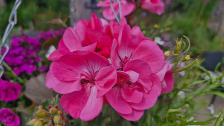 Beautiful pink geraniums in the garden. Close up.