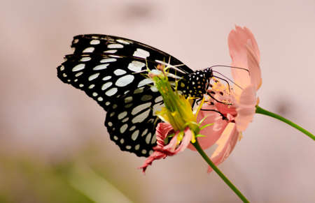 butterfly on flower  の写真素材