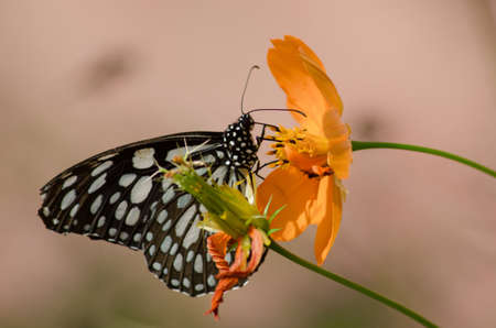 butterfly on flower  の写真素材