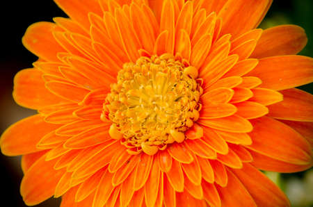 flowerの写真素材