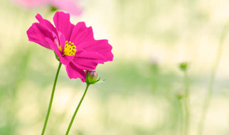 Beautiful Flowers in Thai Elephant Conservation Center.の写真素材
