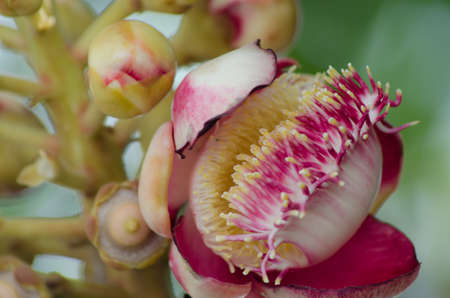 Salavan flowers in thai temple の写真素材