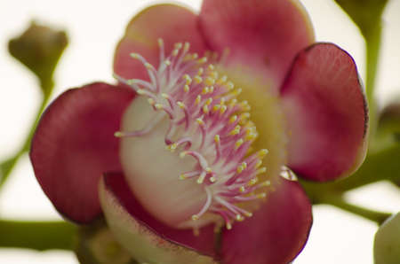 Salavan flowers in thai temple の写真素材