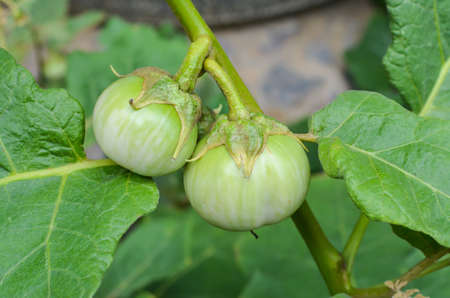 Wet eggplants in the kitchen garden の写真素材