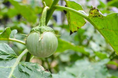 Wet eggplants in the kitchen garden の写真素材