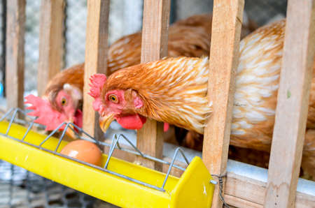 Row of chickens in Thai Cage for laying eggsの写真素材