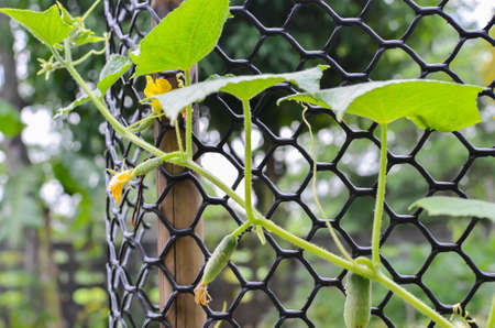 Cucumbers growing in a green house の写真素材