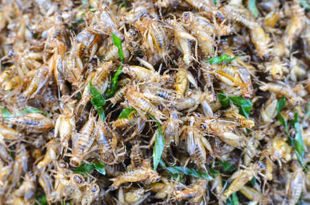 Fried crickets at market in Thailand is delicious の写真素材