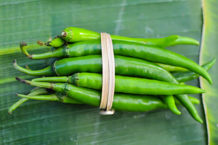 green hot chili peppers tied with rope on green background の写真素材