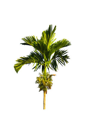 Trees in tropical northern Thailand on a white background の写真素材