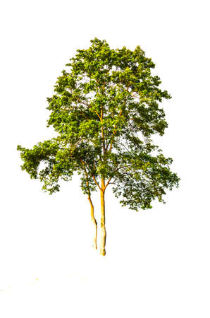 Trees in tropical northern Thailand on a white background の写真素材