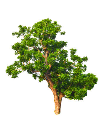 Trees in tropical northern Thailand on a white background の写真素材