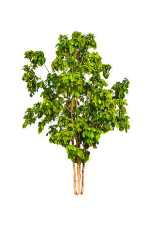 Trees in tropical northern Thailand on a white background の写真素材