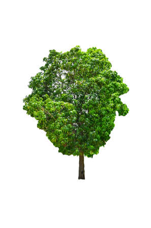 Trees in tropical northern Thailand on a white background の写真素材
