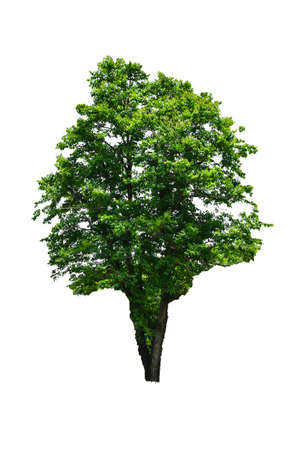 Trees in tropical northern Thailand on a white background の写真素材
