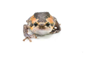 Varieties males bullfrog Thailand on a white background の写真素材