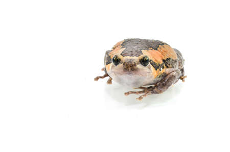 Varieties males bullfrog Thailand on a white background の写真素材