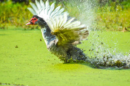 Ducks flying up from the water, Thailand の写真素材
