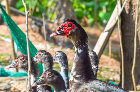 Duck breeding farm in Thailand to collect eggs の写真素材