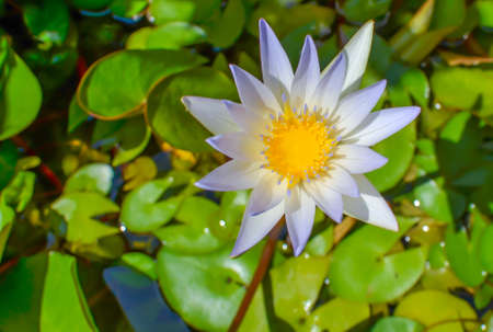 Beautiful white lotus blooming plant in the north of Thailand の写真素材