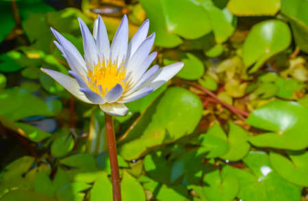 Beautiful white lotus blooming plant in the north of Thailand の写真素材