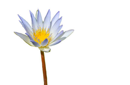 Beautiful white lotus blooming plant in the north of Thailand の写真素材