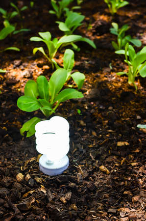 energy saving  electric bulb standing on vegetable plotの写真素材