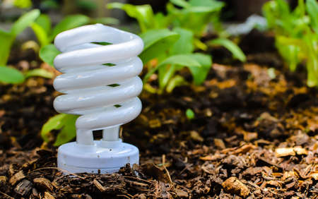 Enviromental friendly  energy saving  electric bulb standing on vegetable plotの写真素材